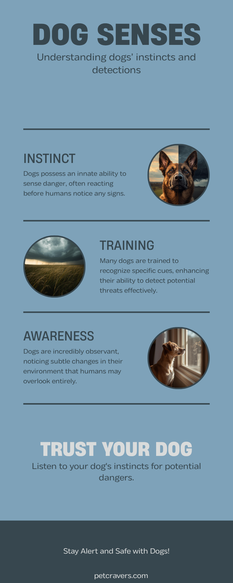 Can Dogs Sense Danger Before Humans? Science Explains Their Sixth Sense ...