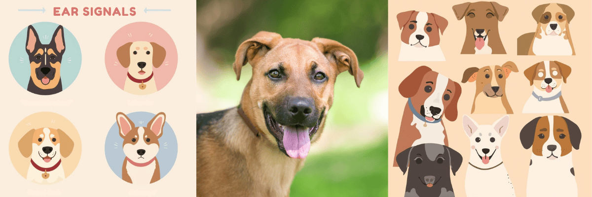 How to Read Your Dog’s Ears: What Their Ear Positions Really Mean