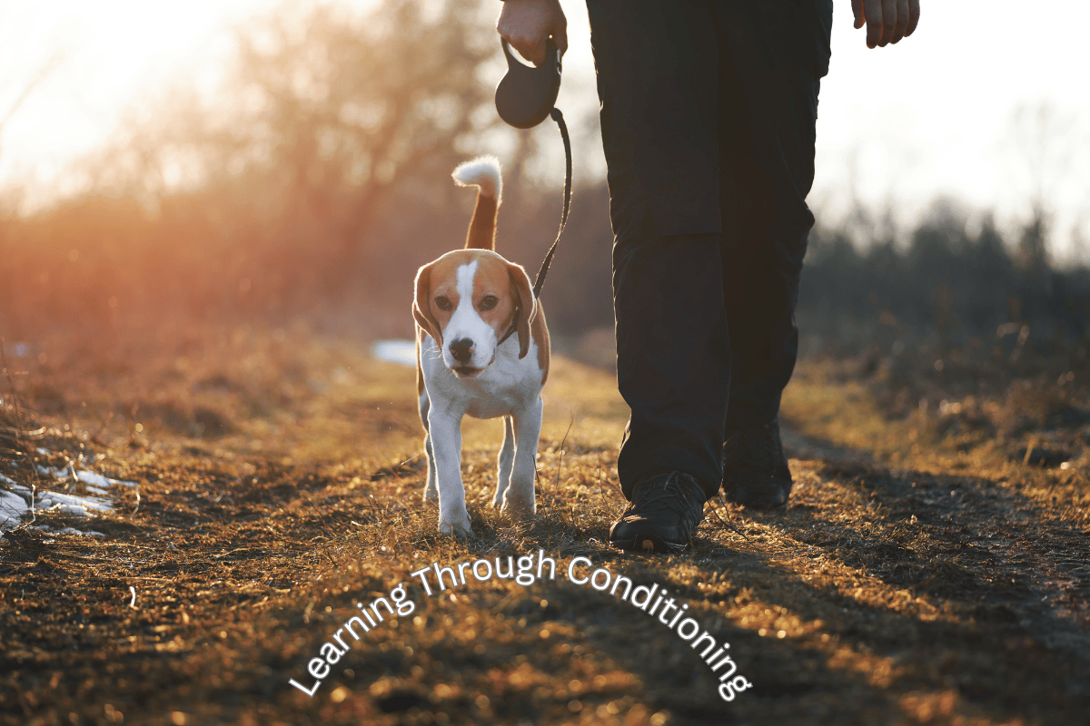 How Dogs Learn: Classical vs. Operant Conditioning