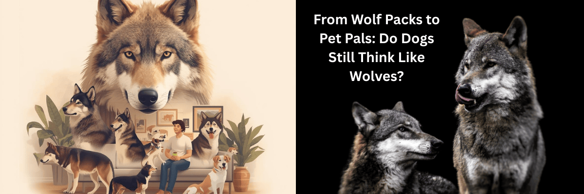 Pack Mentality: Do Dogs Still Think Like Wolves