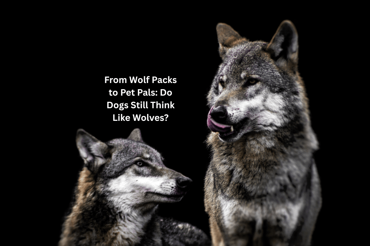 Pack Mentality Do Dogs Still Think Like Wolves