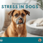 How to Recognize Stress in Dogs: Signs, Causes, and What to Do