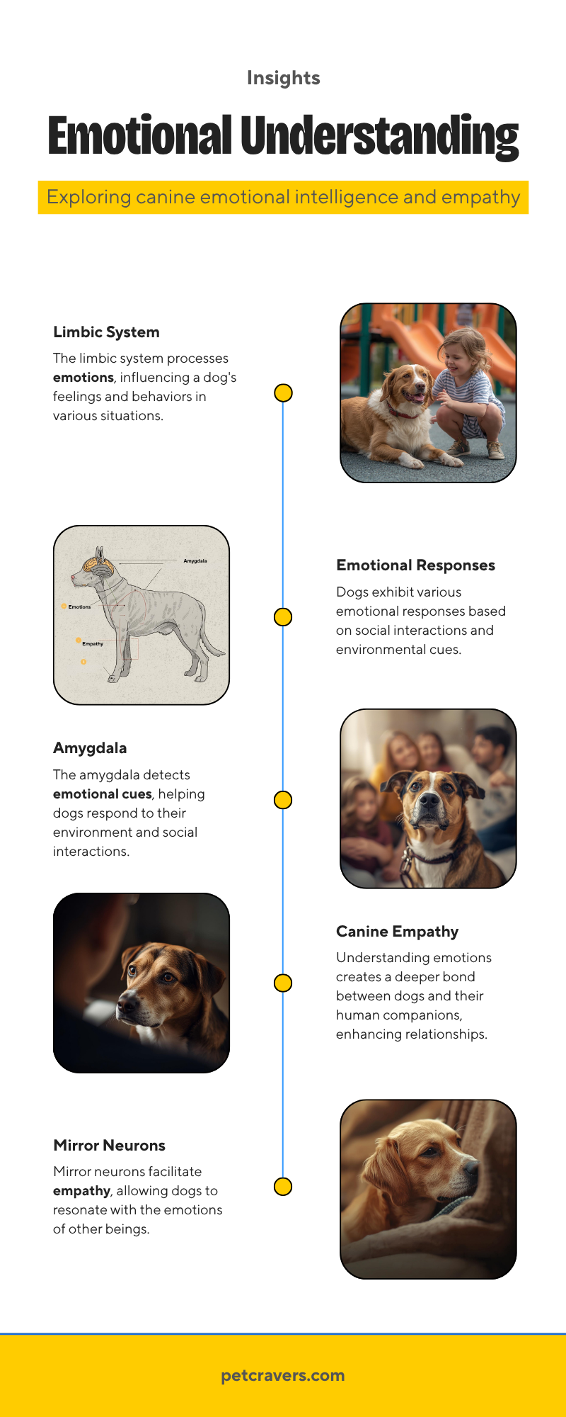 The Science Behind Dog's Emotional Understanding