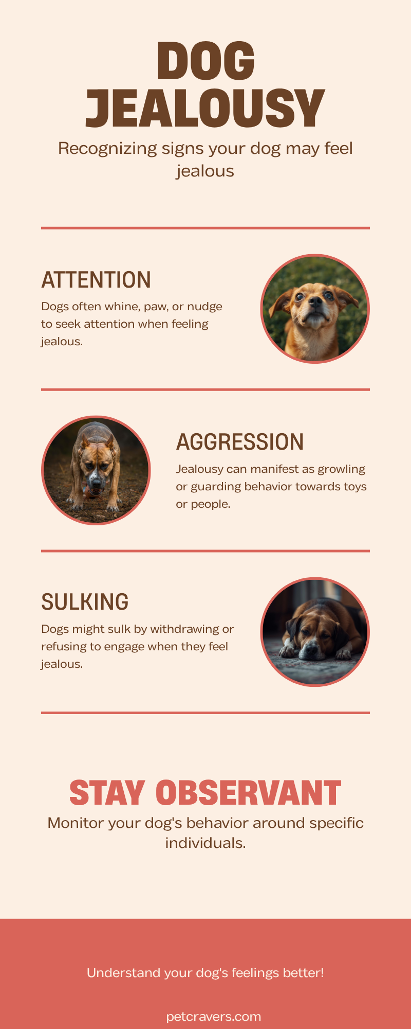 Signs Your Dog Might Be Jealous