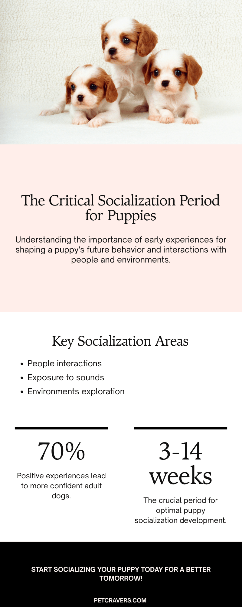 The Critical Socialization Period for Puppies (3–14 Weeks)