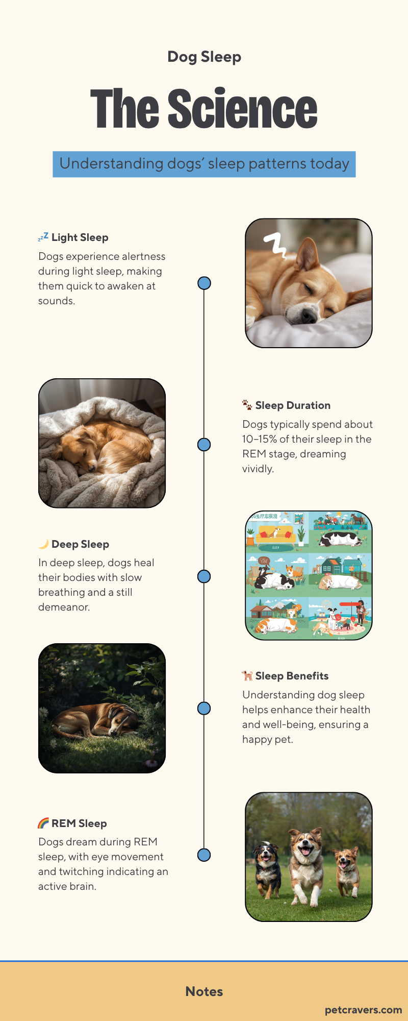 The Science of Dog Sleep