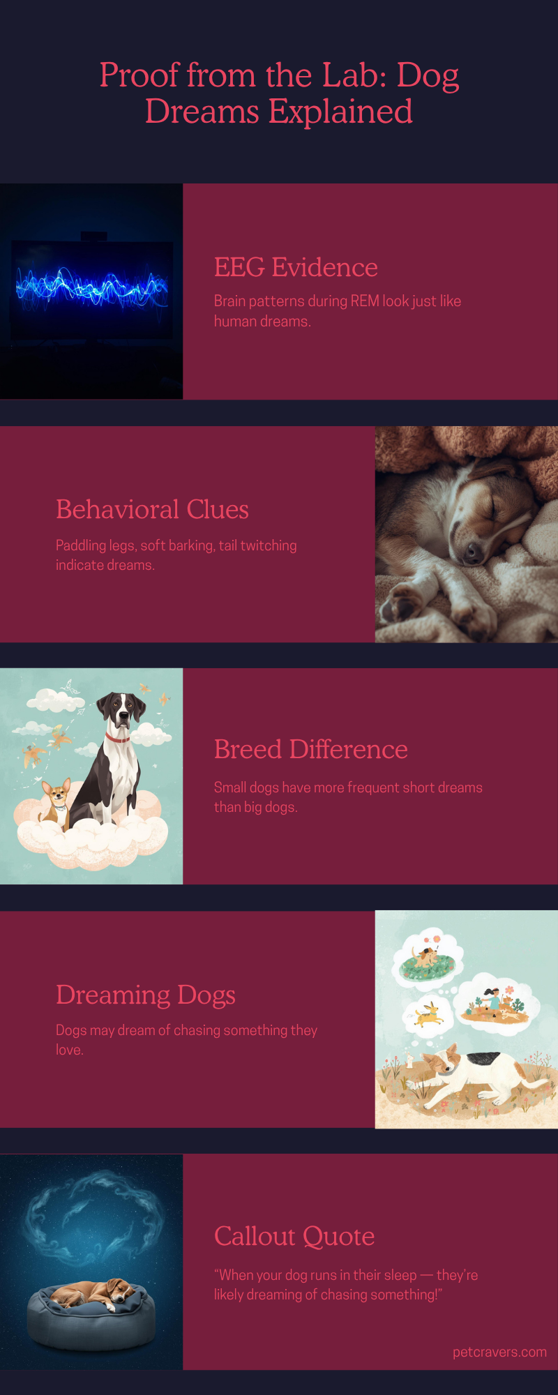 What Science Says About Dog Dreams