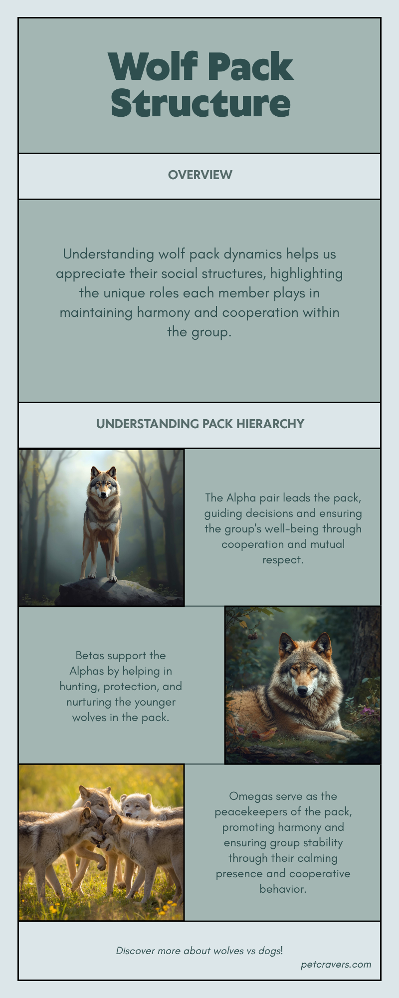Wolf Pack Structure in the Wild