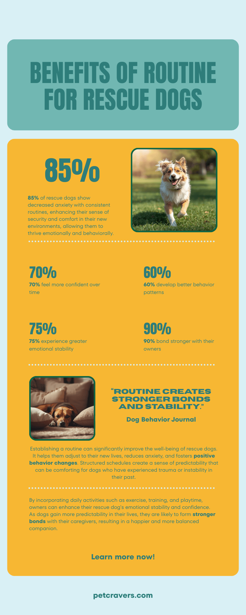Benefits of Routine for Rescue Dogs