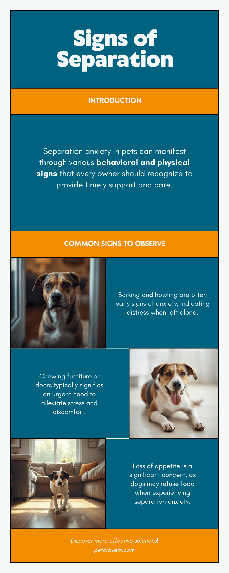 Understanding Separation Anxiety in Dogs: Causes, Signs & Effective ...