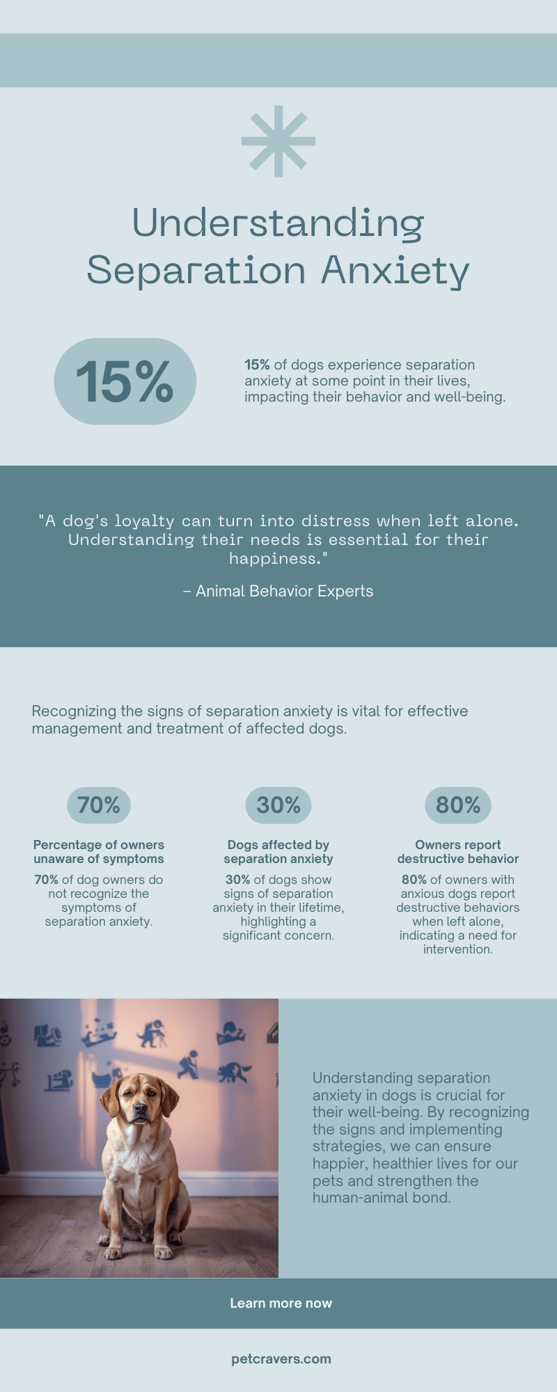 Understanding Separation Anxiety in Dogs: Causes, Signs & Effective ...