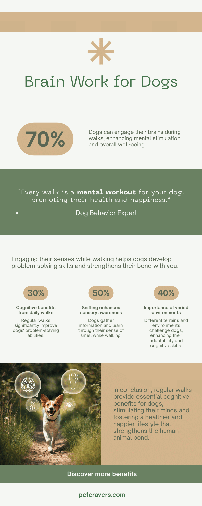 Walks Are Brain Work for Dogs