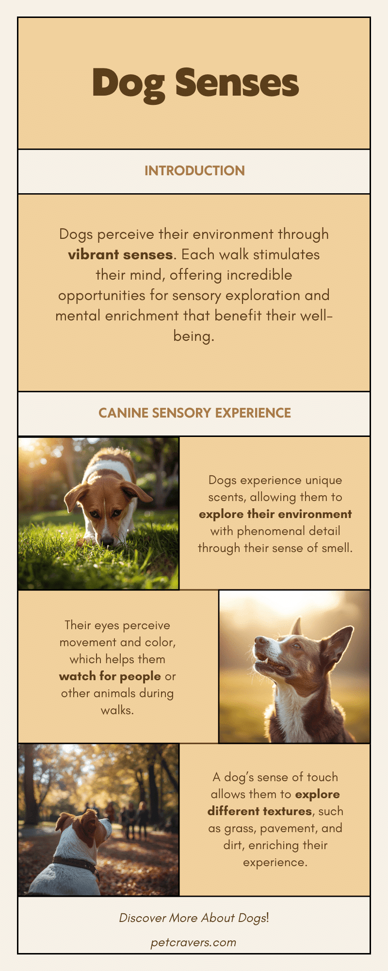 How Walks Stimulate Your Dog’s Senses