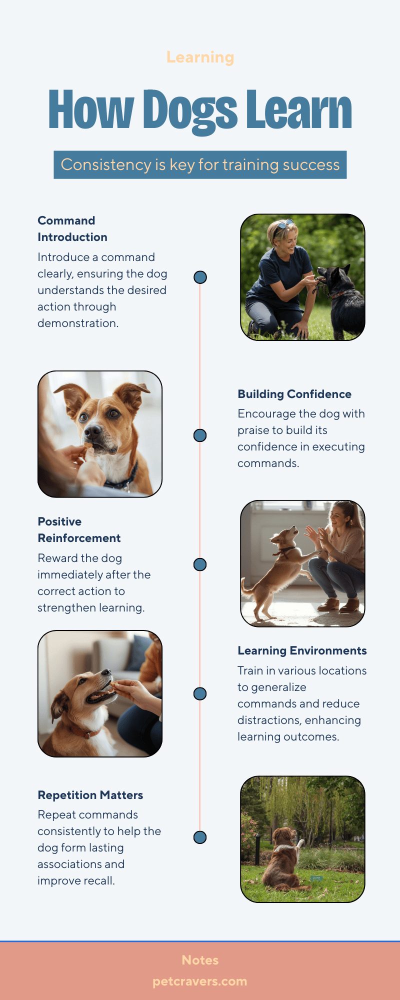 How Dogs Learn Commands