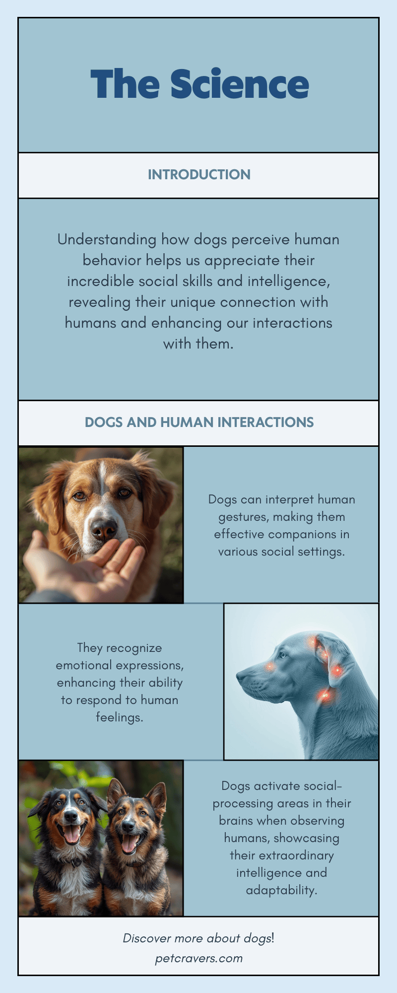 Can Dogs Understand Human Body Language? How Dogs Read Gestures ...