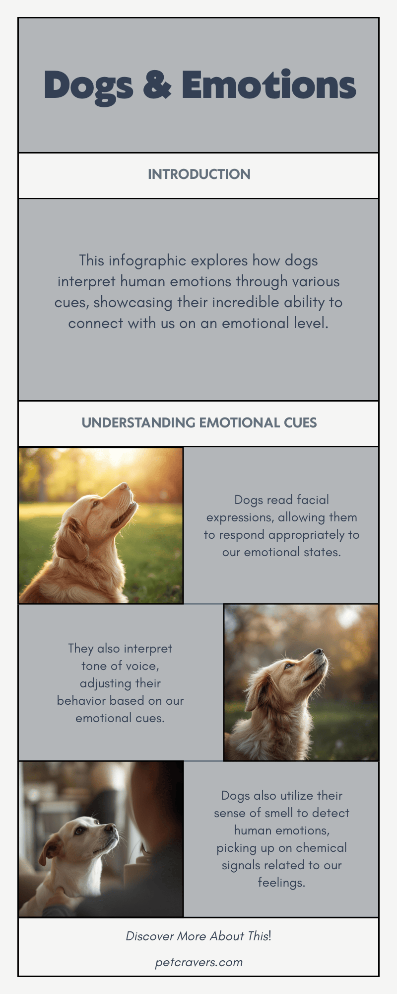 The Science Behind Dogs Reading Human Emotions