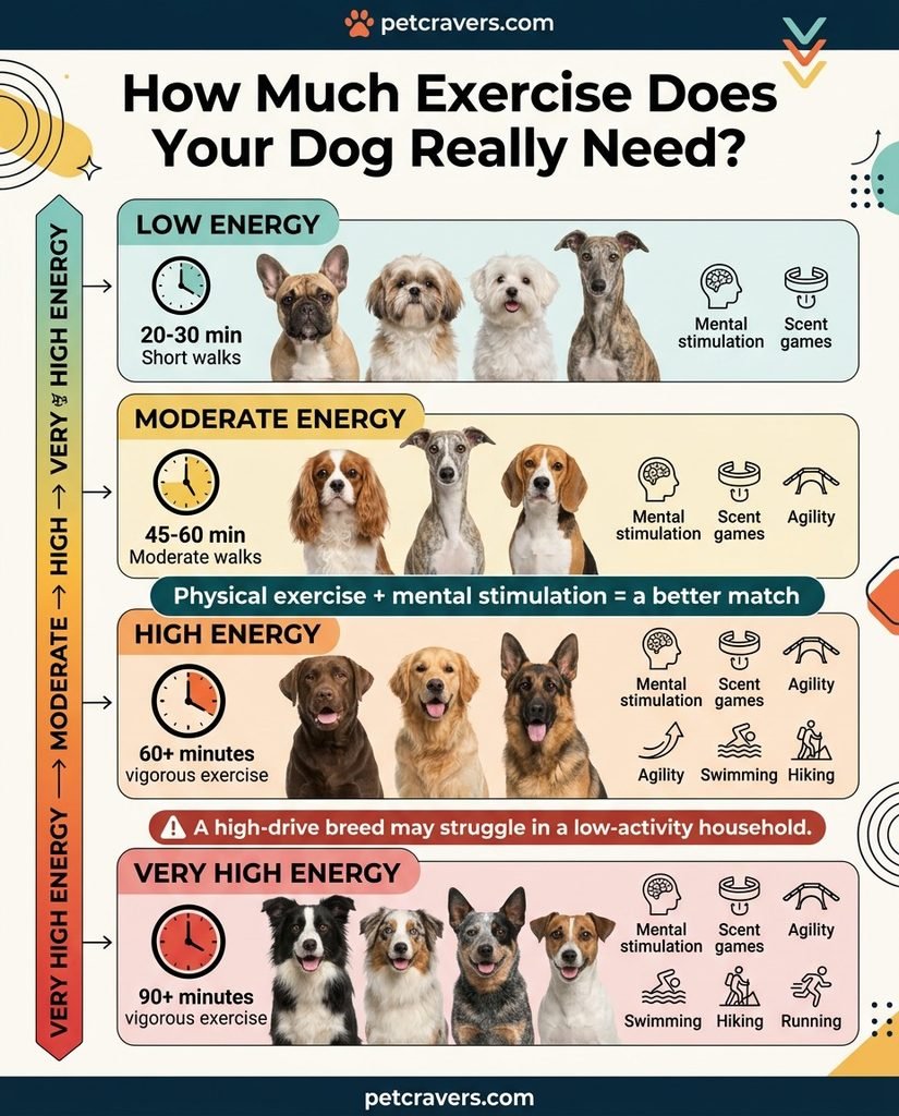 Best for Curious and Playful Owners
